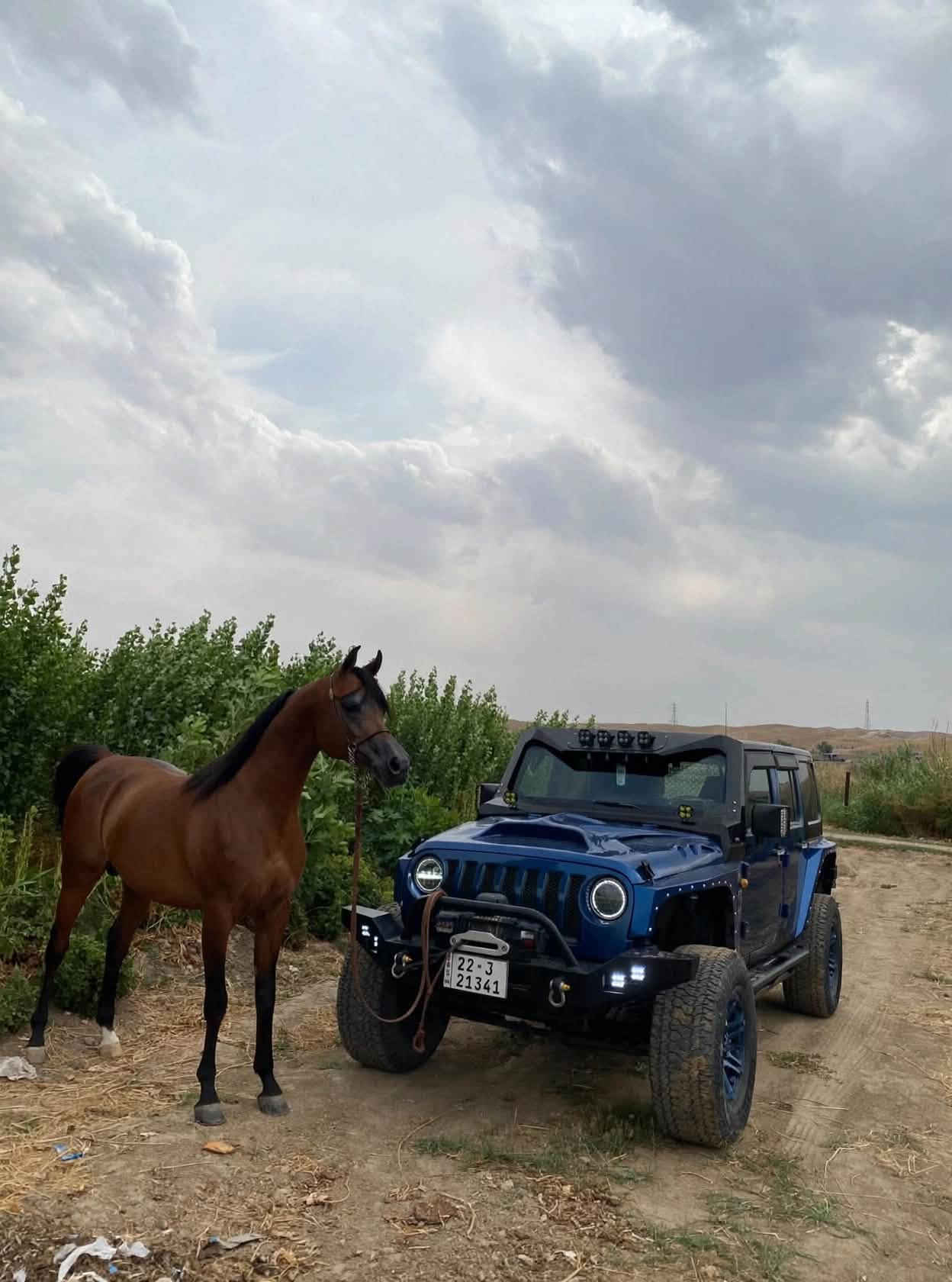 رانكلر • ٢٠١٠ • رقم أربيل