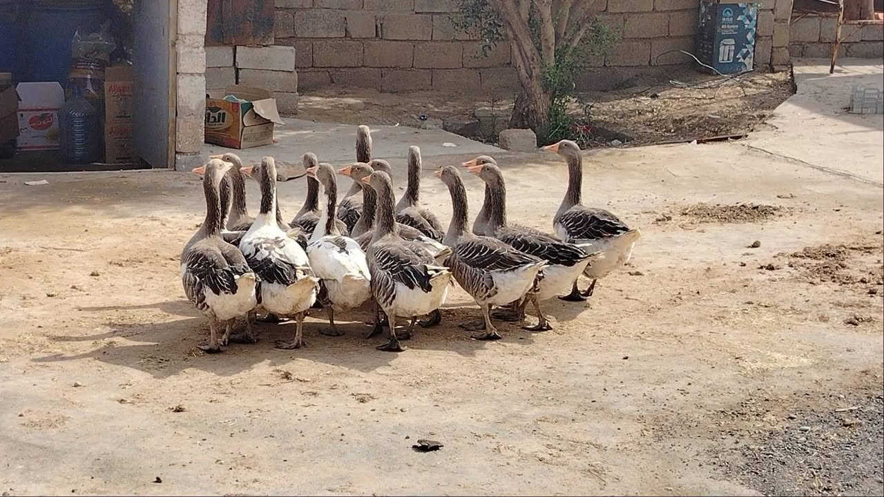 قازات • ١٦ تك • الحمدانيه بلاوات