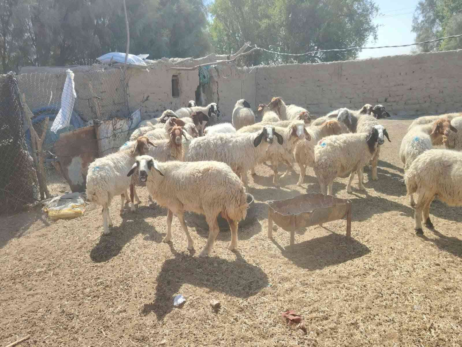 نعجات • ٦٠ راس • الدوانيه الشافعيه