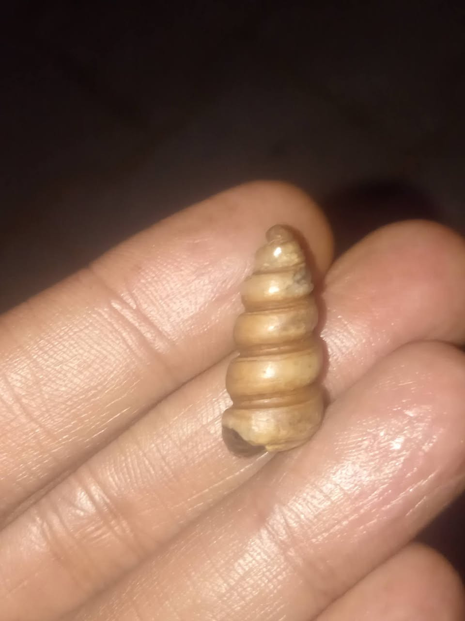 لوي نباعي ٥ لويات
سعره ٤٥٠ الف
