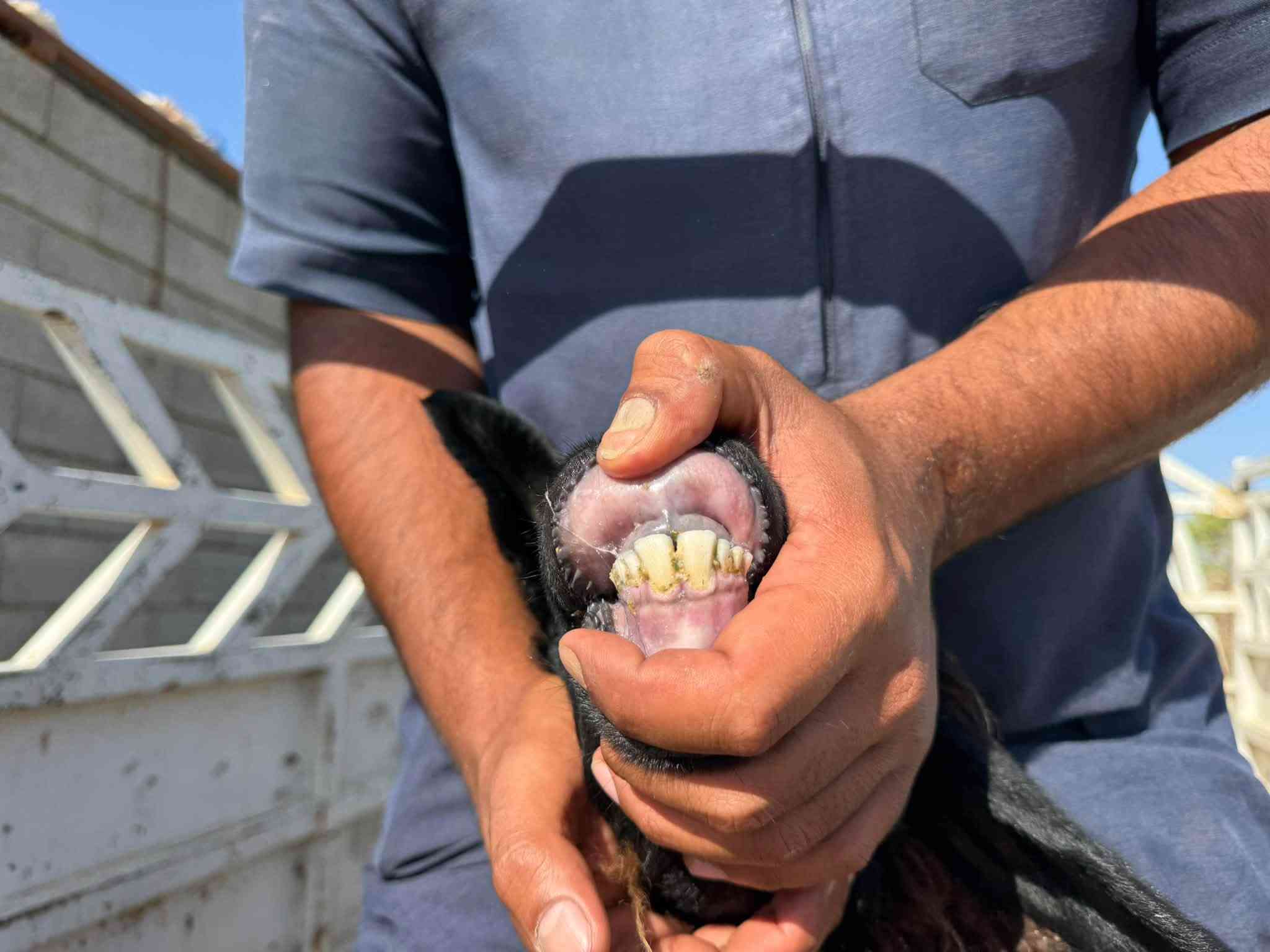 6 ثنايه حيل حلوات مفلولات فول حلال نظيف سعر الزوج 975 المكان حديثه
‭***********‬ بي وتساب
