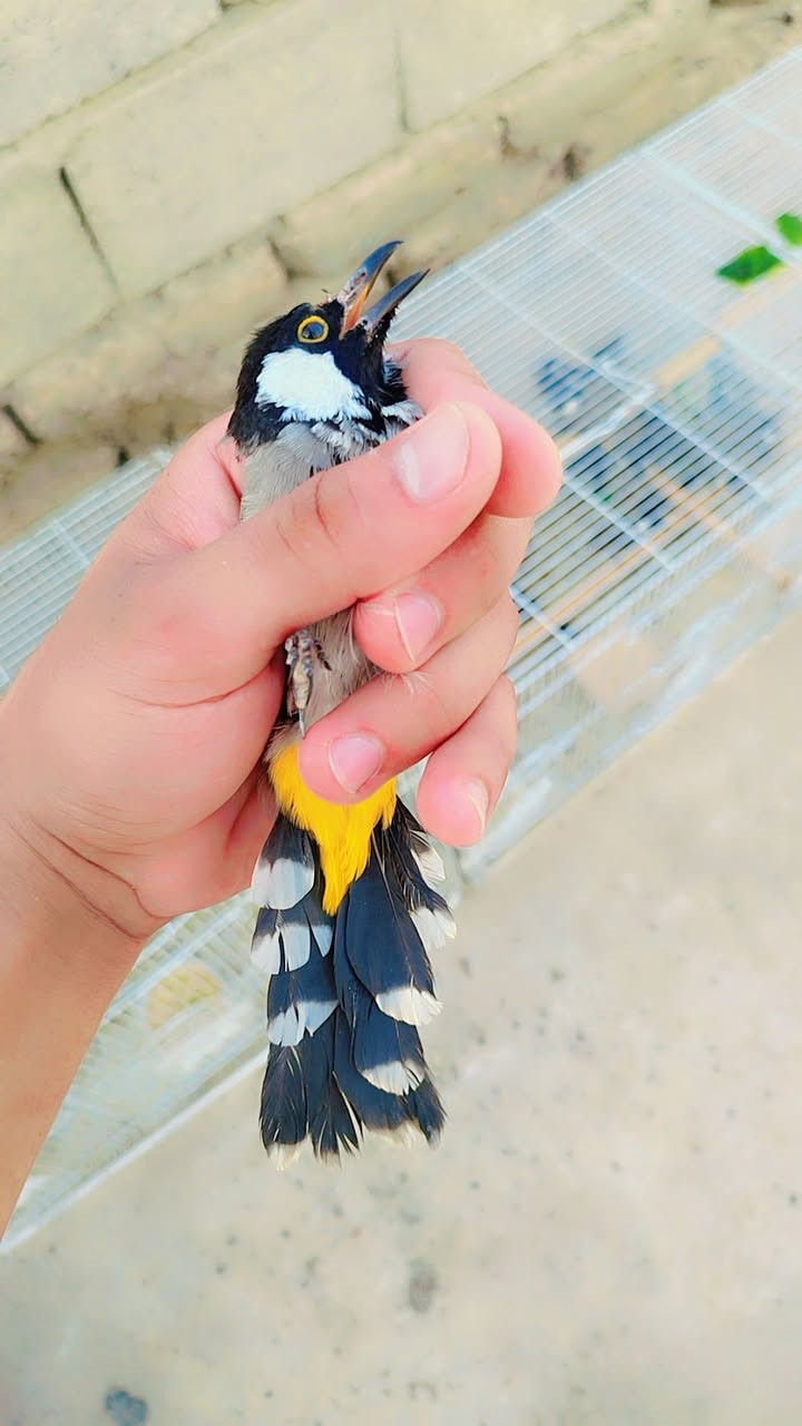 وصول بلابل وحشيات مال ديالى مخاليف وحيل سعر الواحد فقط 10 مكاني سامراء للاستفسار
***********

توصيل موجود
