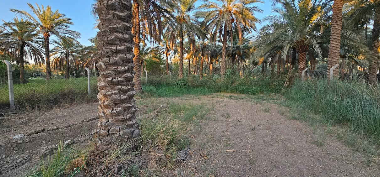 💥 المصداقية سر نجاحنا 💥 الملاك للعقارات كربلاء 

💢 دونم واحد الواجهة 17 متر والباقي نزال يحتوي على أكثر من 60 نخله واشجار قليلة محدد ومسيج من جميع الجهات الواجهة على شارع عام يبعد عن شارع الرابط 50 متر تقريبا اي في المستقبل قد يكون تجاري حسب التوسعة. 
ويبعد عن سيطرة الإبراهيمية 600 متر تقريبا وعن الامامين عليهم السلام 9 كيلو .
يصلح للسكن أو منتجع ترفيهي أو أي شي استثماري وجميع الخدمات متوفرة وبأسم شخص واحد 

💢 جنس الأرض طابو زراعي سند 25 تحويل أسهم بأسم المشتري 

💢 العنوان// كربلاء _ الزبيلية _ شارع الرابط _ لرب سيطرة الإبراهيمية 
💢 السعر = علق ب ( يا فاطمة الزهراء عليها السلام ) يوصلك خاص 
 

🔴عندك عقار للبيع و محتار  يم الملاك لا تحتار سهله ما عليك سوى التواصل معنا : 

☎️ ***********          ☎️ ***********
                  محمد أبو ملاك الحسناوي 

زوروا موقعنا : مكتب أملاك الخير _ شارع الرابط _ مقابيل المعمل المقرنص
