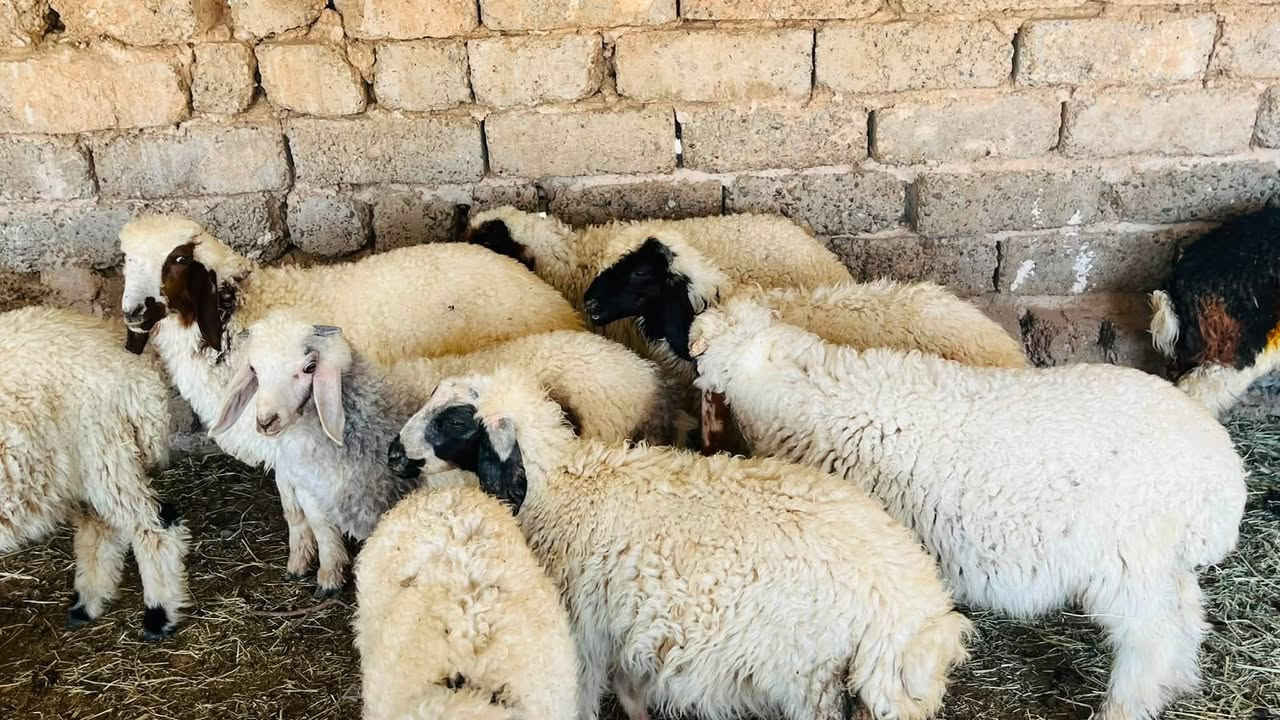 6 طليان + 6 فطايم مال ربط
السعر 450 الزوج وبيهن طكة مجال اذا شلع

المكان العلم سمره 

***********
