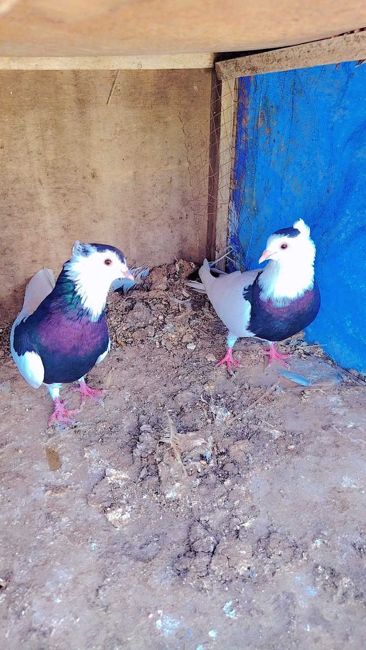 زوجين • طيور • سمره