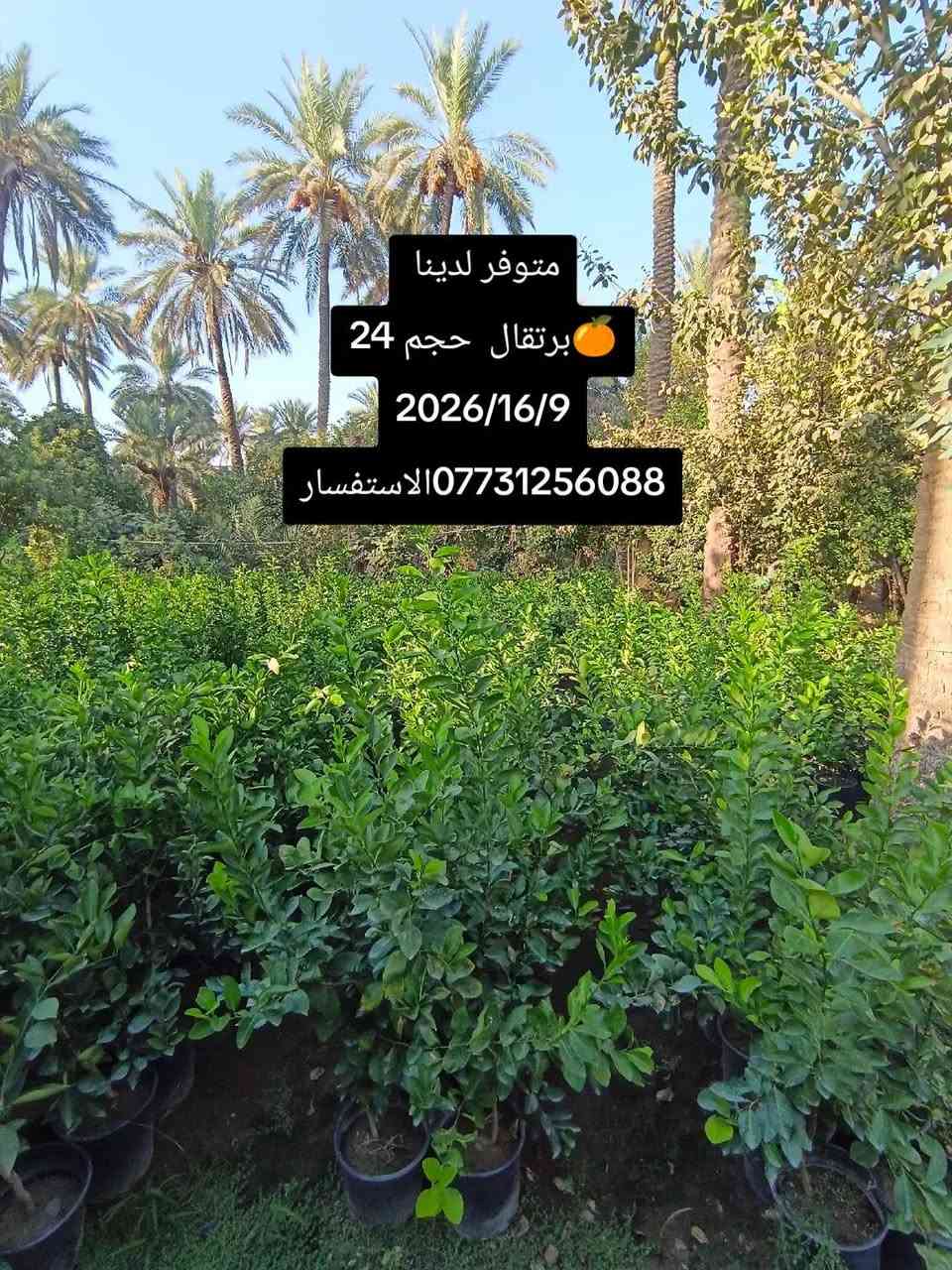السلام عليكم. متوفر لدينا جميع أنواع الحمضيات ..عرض المزيد..1).🍊برتقال سندان حجم 24.
2). 🍋نومي حامض سندان حجم 24.
3).سندي سندان حجم 24.
4).كرنفوت سندان حجم 24.
5) لالنكي سندان حجم 24+كيس متوفر 
6.) نارنج سندان حجم 24.+متوفر كيس
✴️    🎋   🎋  ✴️      🎋   🎋      ✴️ 
7)🍀.كاريزيا سندان حجم 19.
8).🎍كالمتوز عامودي سوري سندان حجم 19+متوفر كيس. 
9).🎋جهنميه قزميه سندان حجم 24.
10).🌿بـخـور سندان حجم24. 
10).🌳سدر تفاحي سندان حجم 30.
11). 🌹جميع أنواع الورد متوفر سندان حجم 17.
12).🌱ددونـيـا  كـيـس
13).🍀البيزيا كيس

⛔**ملاحظة**⛔
(جميع أصناف الحمضيات على أصل نارنج)) 

(📲.....📞)
الاستفسار عبر الاتصال مع وجود الواتساب. 
1).***********📞
2).***********📞

نص مكتوب في الصور:
- متوفر لدينا
- سندي حمال حجم 24
- 2026/19/9
- ***********
- متوفر لدينا جهنميه القزميه سندان 2026/16/9 ***********الاستفسار
- متوفر لدينا برتقال حجم 24 2026/16/9 *********** الاستفسار
- كالمتوز عامودي سوري كيس مع ذلك
- متوفر سندان حجم 19
- 2026/16/9
- *********** الاستفسار
