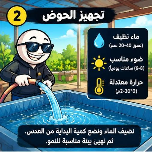 متوفر عدس الماء جملة مفرد 
علف الحيوانات الدائمي الغني بل بروتين 
سعر الكيلو 5000 خشن سريع التكاثر 
***********

نص مكتوب في الصور:
- 3 التغذية والتكاثر روث حيواني (كمية قليلة) مخلفات زراعية (مخلوطة بالطين) كل 3-5 أيام (حسب الحاجة) نضيف تغذية بسيطة، وتوفر الضوء والحرارة. ويبدأ العدس بالانتشار وتغطية سطح الحوض.
- 2 تجهيز الحوض ماء نظيف (عمق 40-20 سم) ضوء مناسب (6-8 ساعات يومياً) حرارة معتدلة (30°-22°م) نضيف الماء ونضع كمية البداية من العدس. ثم نهيئ بيئة مناسبة للنمو.
- 1 ما هو عدس الماء؟ نبتة صغيرة تطفو على سطح الماء وتتكاثر بسرعة كبيرة.
- 4 الحصاد جاهز للبيع بعد أن تزيد الكمية، نحصد جزءاً منها وتترك الباقي ليستمر بالتكاثر.