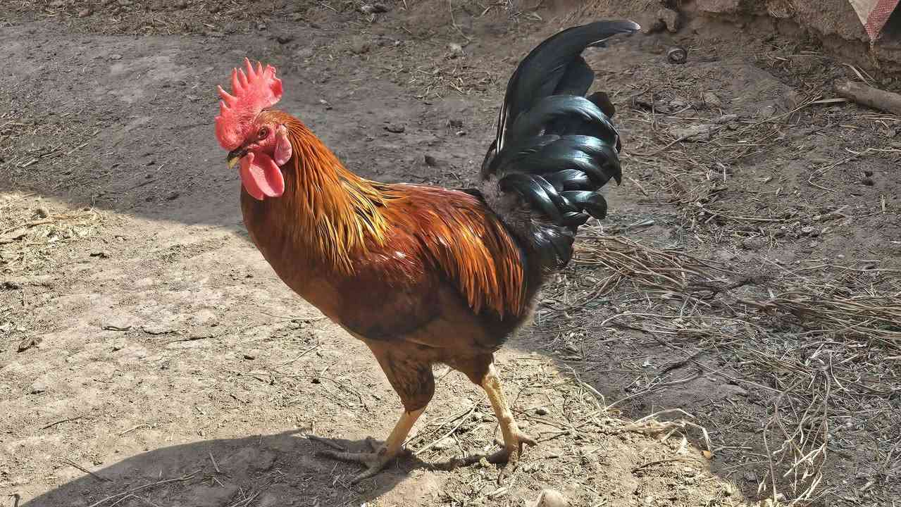 ديج شمسي • ٨ اشهر • البصره القرنه