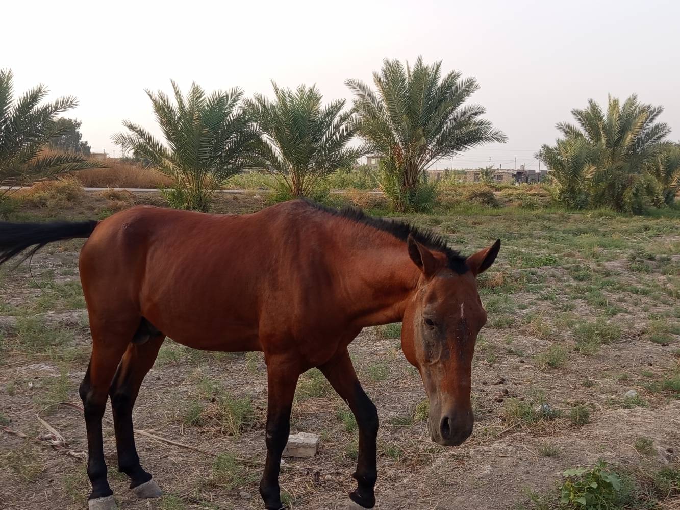 حصان • ذكر • أكو مجال