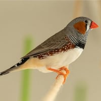 فناجس • ١٦ زوج