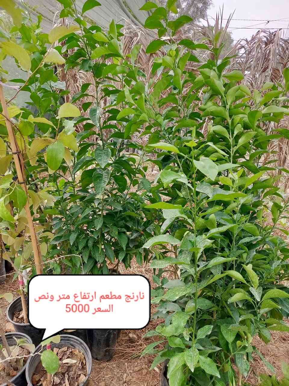 نارنج • مشتل • توصيل الدجيل