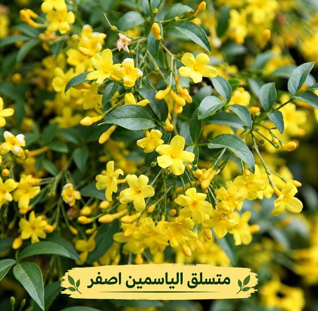 متسلقات • متنوعة • توصيل لكل المحافظات