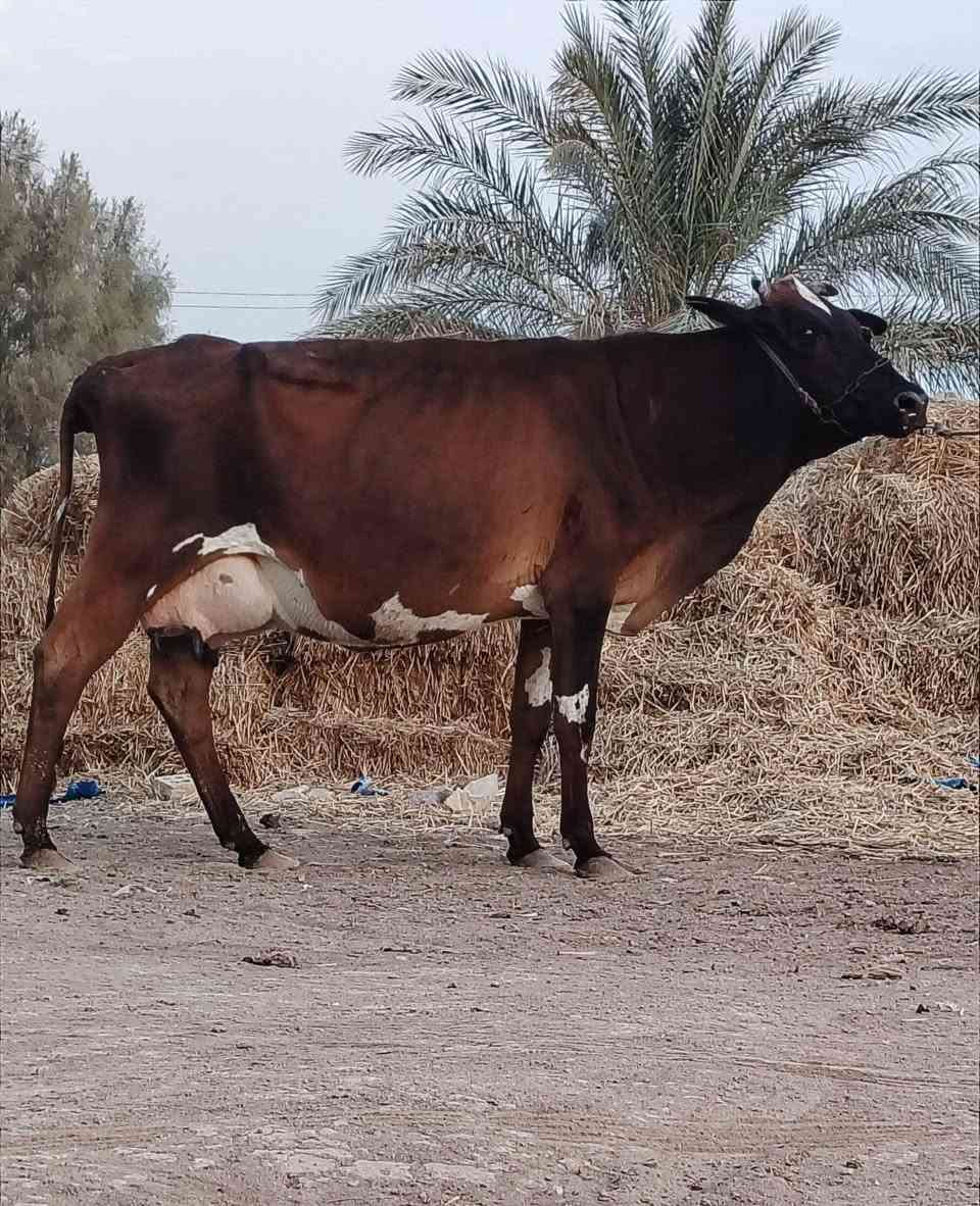 دابه هولندية • حامل شهرين ونص • تحلب
