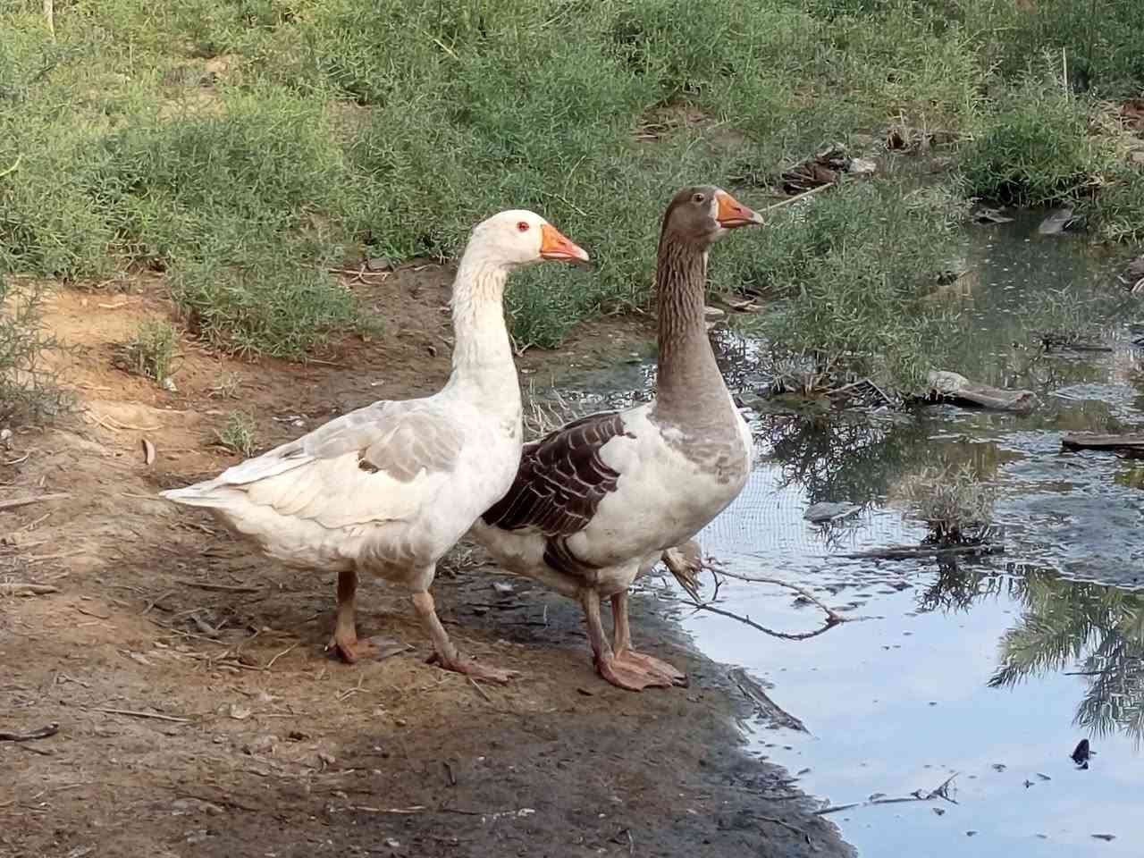 سلام عليكم بطوط فحوله للبيع المكان ديوانيه مهناويه ***********
