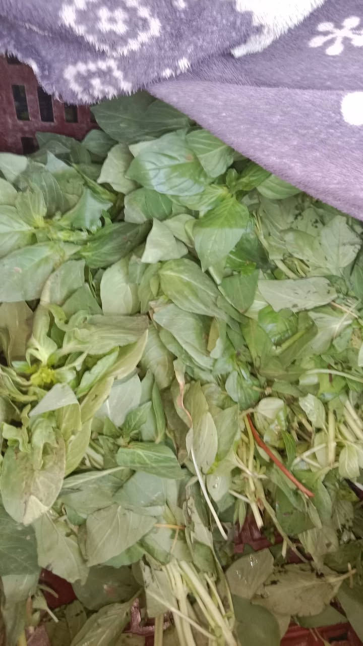 سبيناغ بغداد • فجل أحمر • توصيل