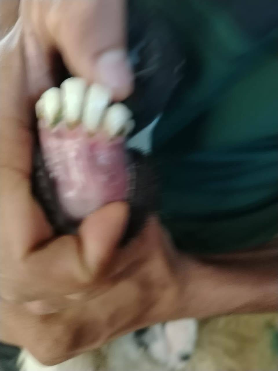 زوج نعاج • فاخرات • توصيل