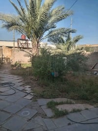 بيت ملك صرف • بل سكك • ٦٠٠م