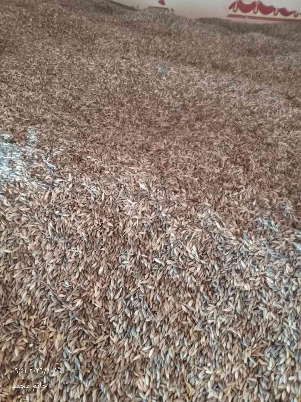 شعير اسود • ٢٥-٣٠ طن • تل عبطة