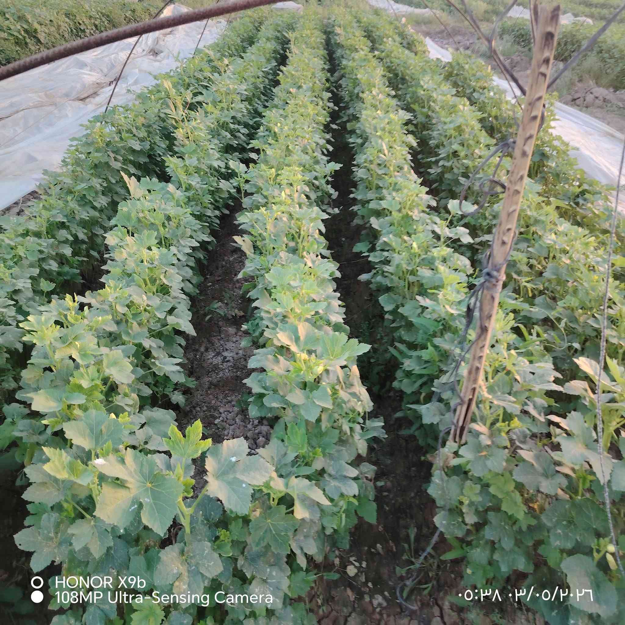 بذور بانية • نوعية سلطانة • هونر X9b