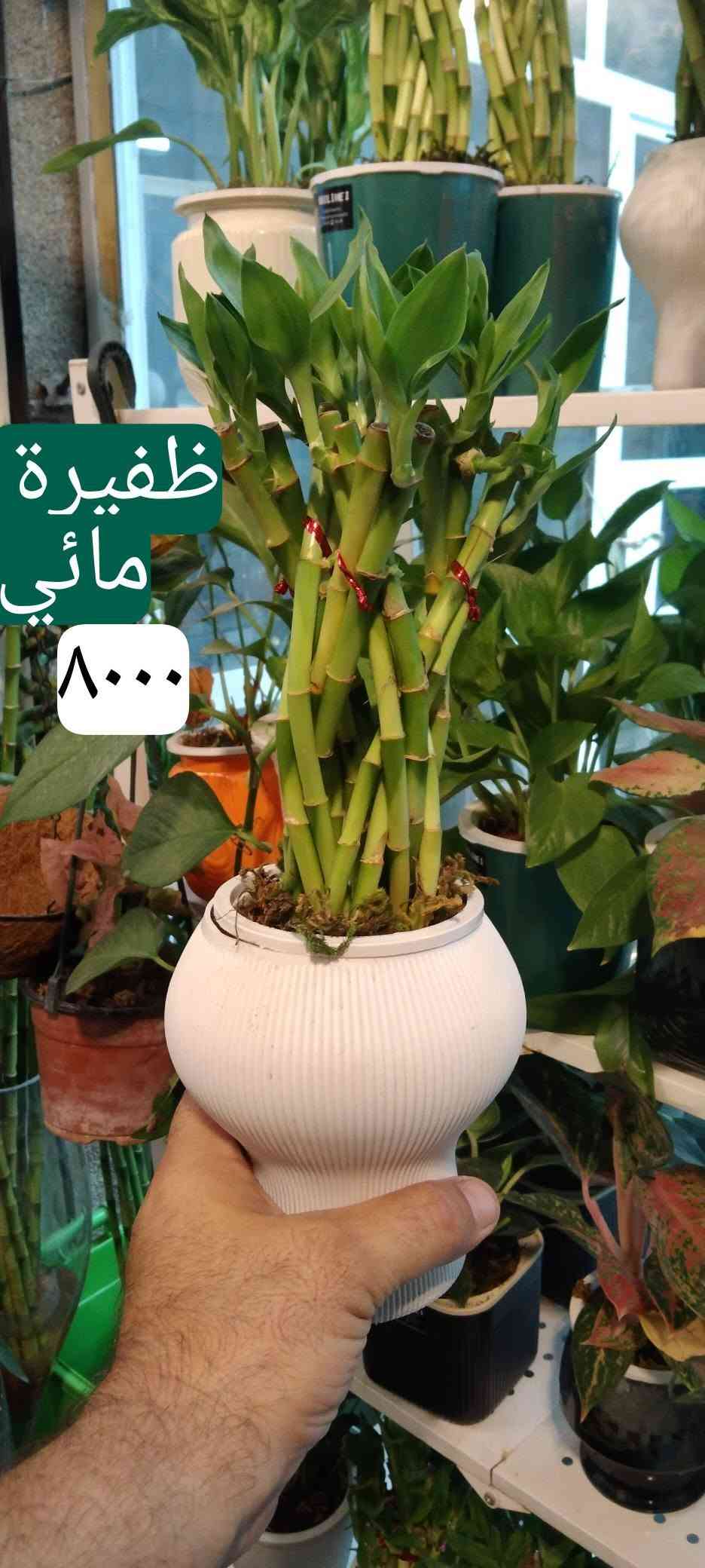 جلد نمر قزمي • عصا موسى • حي العدل