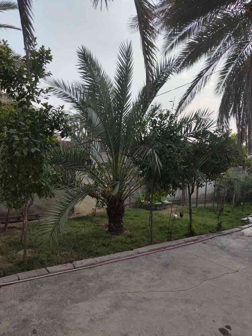 طريق كربلاء • ٤٠٠م • سند ٢٥