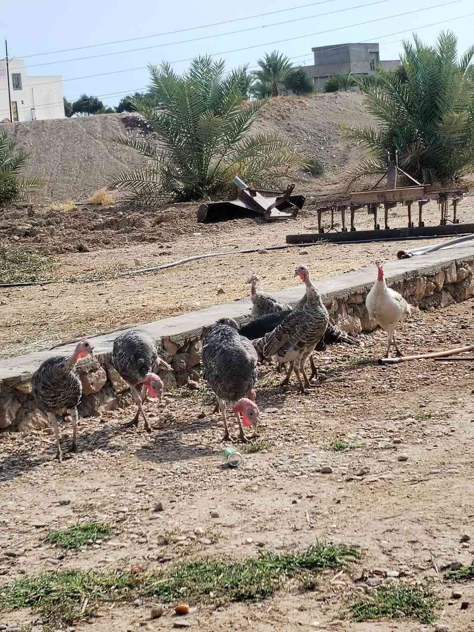 عمر سنة • هرفي • مثل بالصورة