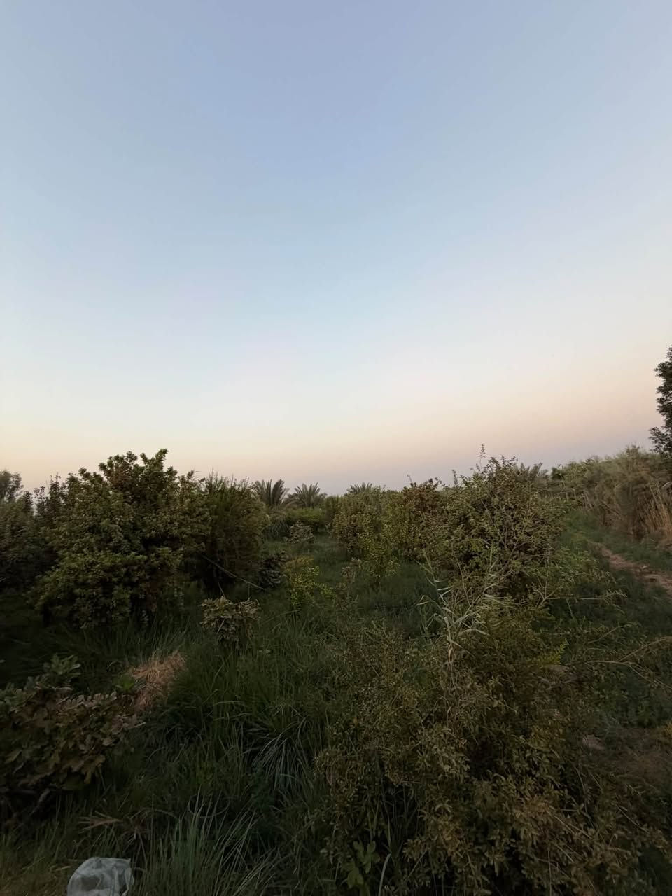 ارض زراعيه • ٣١٥٠م • الديونيه طريق السنيه