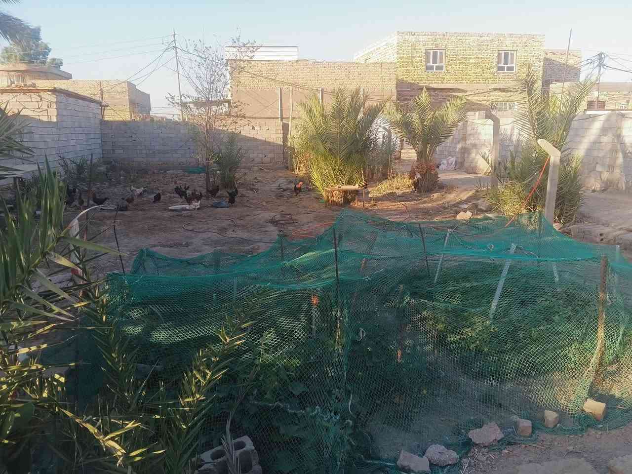 ارض زراعيه مساحه 600م مسيجه رباط وبلوك 15*40
داخل الأرض منزل مساحته 150م
غرفه 2
صاله 
مطبخ وصحيات 
محل خلف المنزل 
لأرض مزروعه نخل🌴 العدد 12
كهرباء ماي طريق للباب البيت 

العنوان طريق السنيه الجهه الثانيه طريق الزوار لا توجد محرمات ولا نفط مداور ثاني يوم توصل عله الرقم ***********
