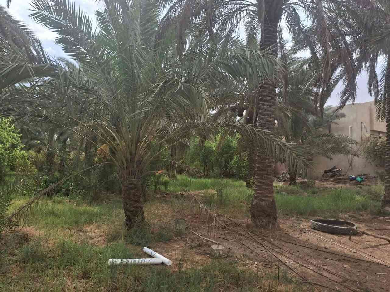 دونم ونص • تجارية • واجهة ٣٢