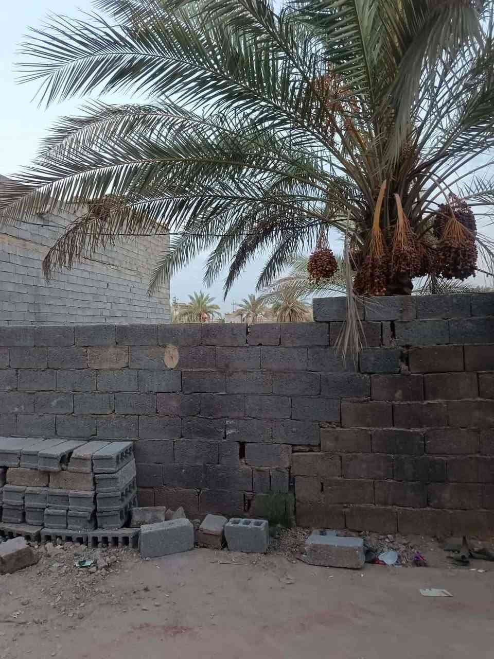 شبانات بزل • ١٠٠م • مباشر