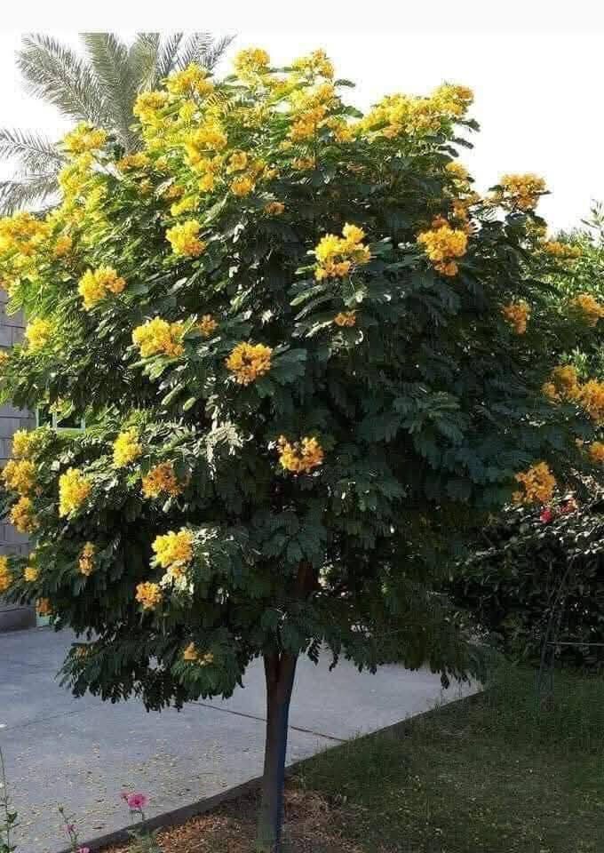 بيع شتلات بسعر مناسب مع التوصيل 
الأكاسيا البيزيا السبحبح السدر  الجاكرندا
للتواصل ***********
السعر 10 آلاف احصل على 3 شتلات اختياري
إذا تأخذ 6 شتلات تأخذ واحدة بلاش
