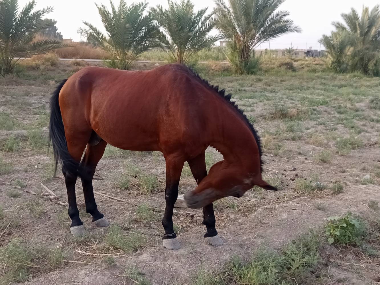 حصان • فحل • ٥سنوات