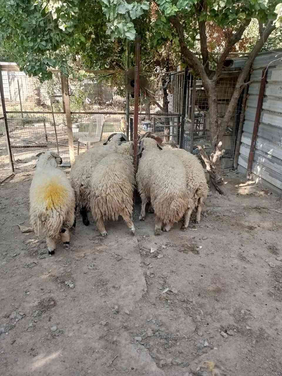 السلام عليكم
٨ طليان افحله خير من الله أوزان ثقيله بسم الله ماشاء الله سعر زوج ٩٥٠ وبيه مجال لشراي
العنوان الشيخ حمد ***********... ***********
