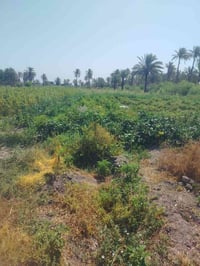 هوى الشام • ٣ دونم • طابو زراعي سند ٢٥