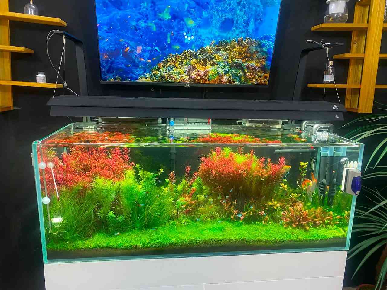 حوض للبيع هايتك كامل مع جميع محتوياته والاسماك 
محتوياته ☑️
1 اناره ويك اكوا p1200 pro  أعلى فئه في الويك أكوا 
2 منظومة غاز 4 L  متكاملة ريكيوليتر مزدوج دفيوزر سل ستيل 
3 فلتر كانستر تيترا ألماني EX1200 
4 حوض سوبر الترا وايت قياس 120 cm مع كابينه اصليه مستورد 
5 تربه ADA ما يقارب 35 لتر 
6 نباتات هايتيك متنوعه بكثافه جداً ممتازة 
☑️العنوان بغداد البلديات 
وايضا مع فلورش اكسل شركة سيكم مع مراوح 
***********
