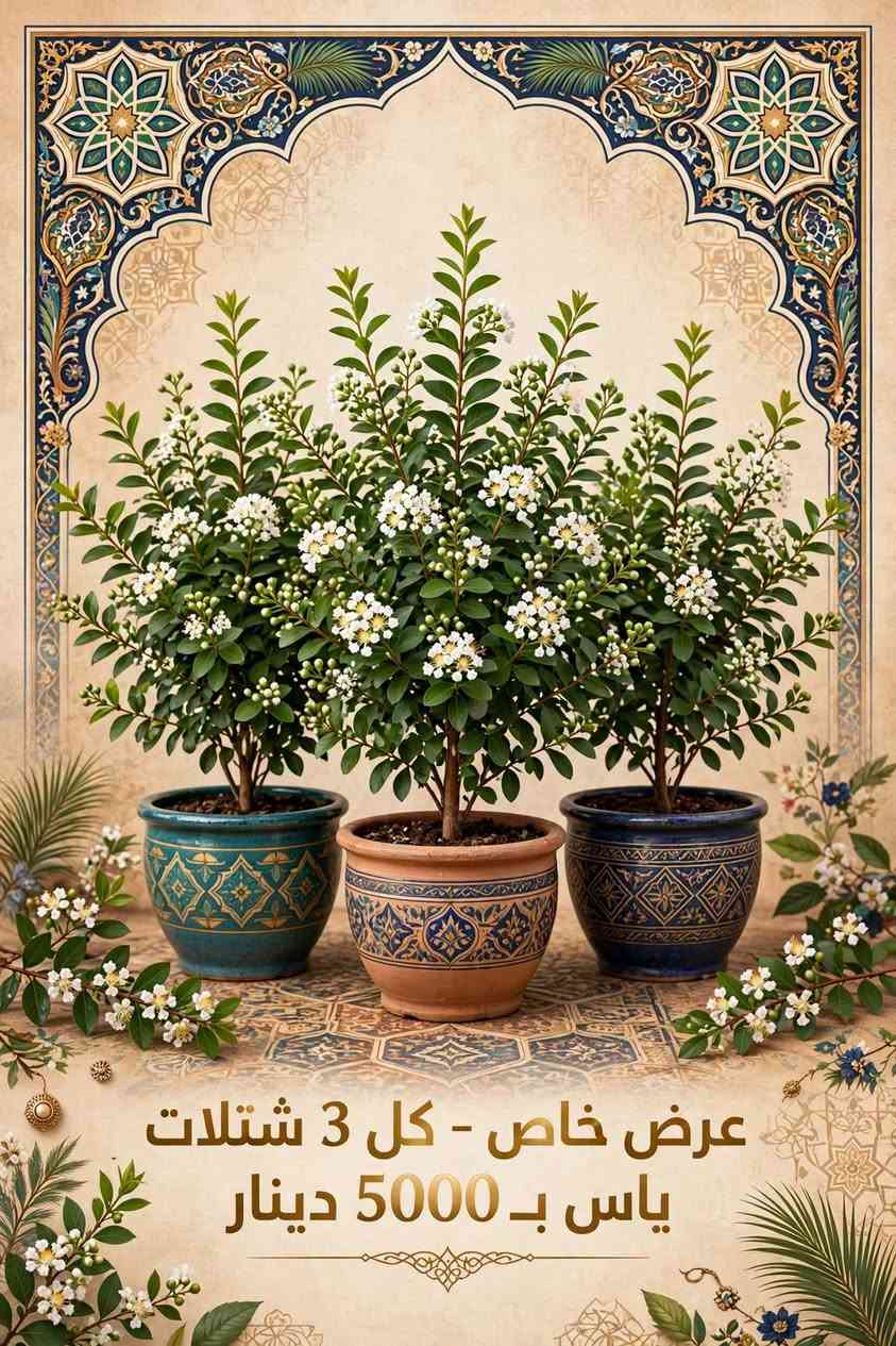 ياس عراقي • عطري • لحديقة
