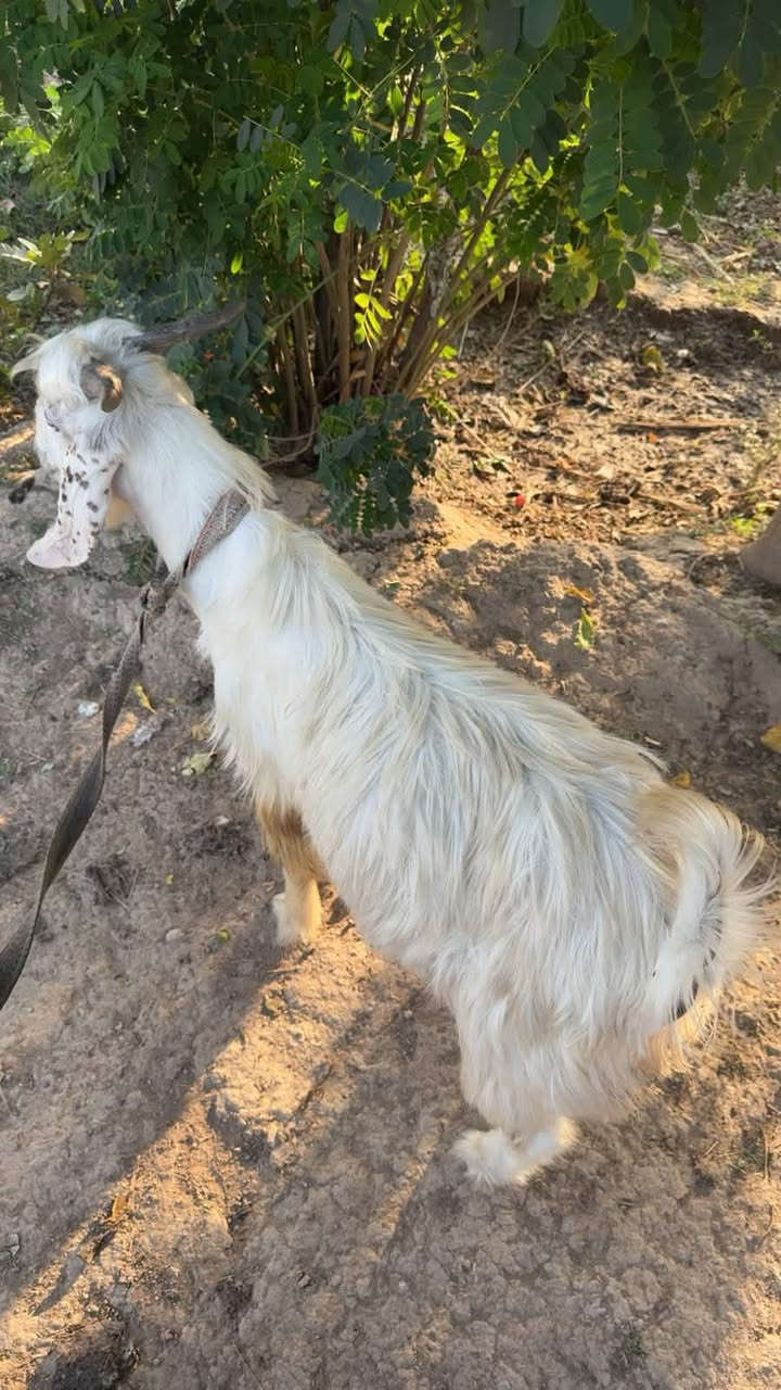 جدايه • ثنين • قابل تفاوض