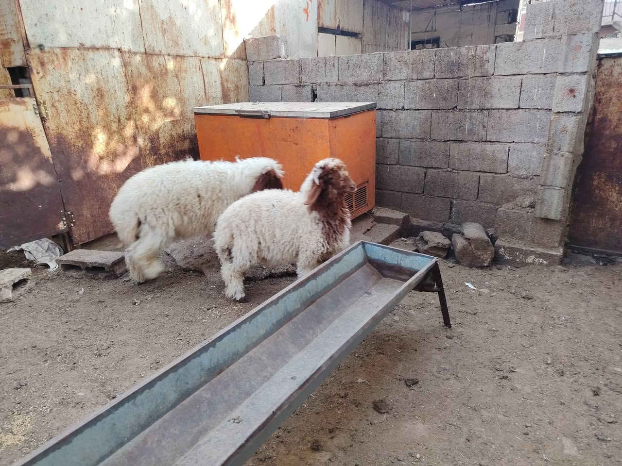خرفان عراقيات • ٢رأس • كركوك