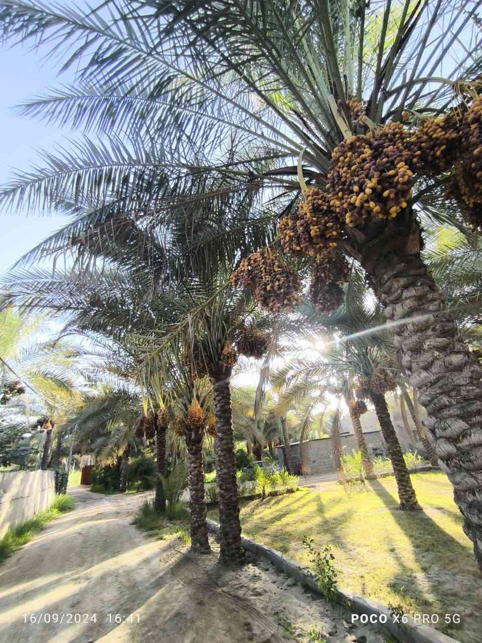 سلام عليكم 

العقار ٣دونم  تحويل اسهم باسم المشتري 

يحتوي على فله وبيت اخر بسيط  واجهه ٥٧ مغروس بالنخيل والحمضيات  يقع في الحسينيه البزل الرأيسي قرب مطبخ العتبه اي انه يقع في الشارع الرابط بين شارع الحسينيه وشارع بغداد 
للاستفسار الاتصال على ***********⭕
