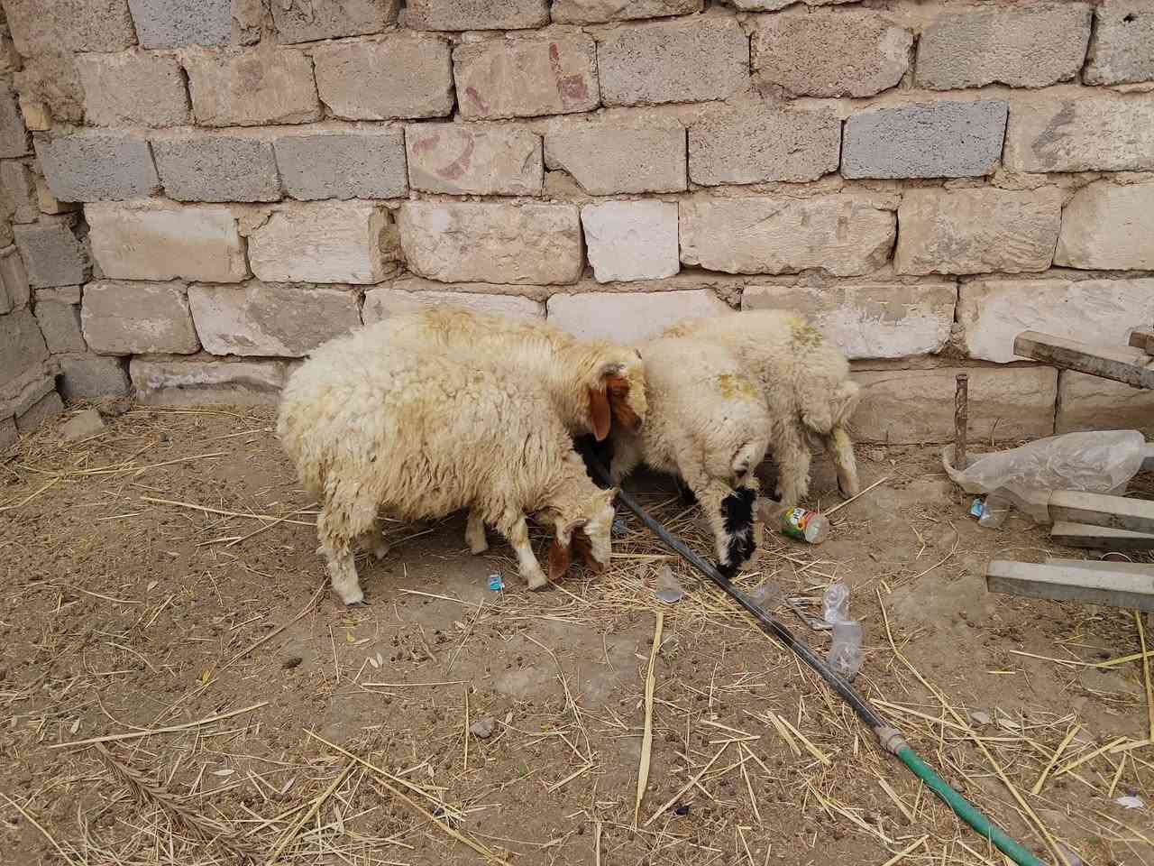 طليان • ٢ • كربلاء الحسينية