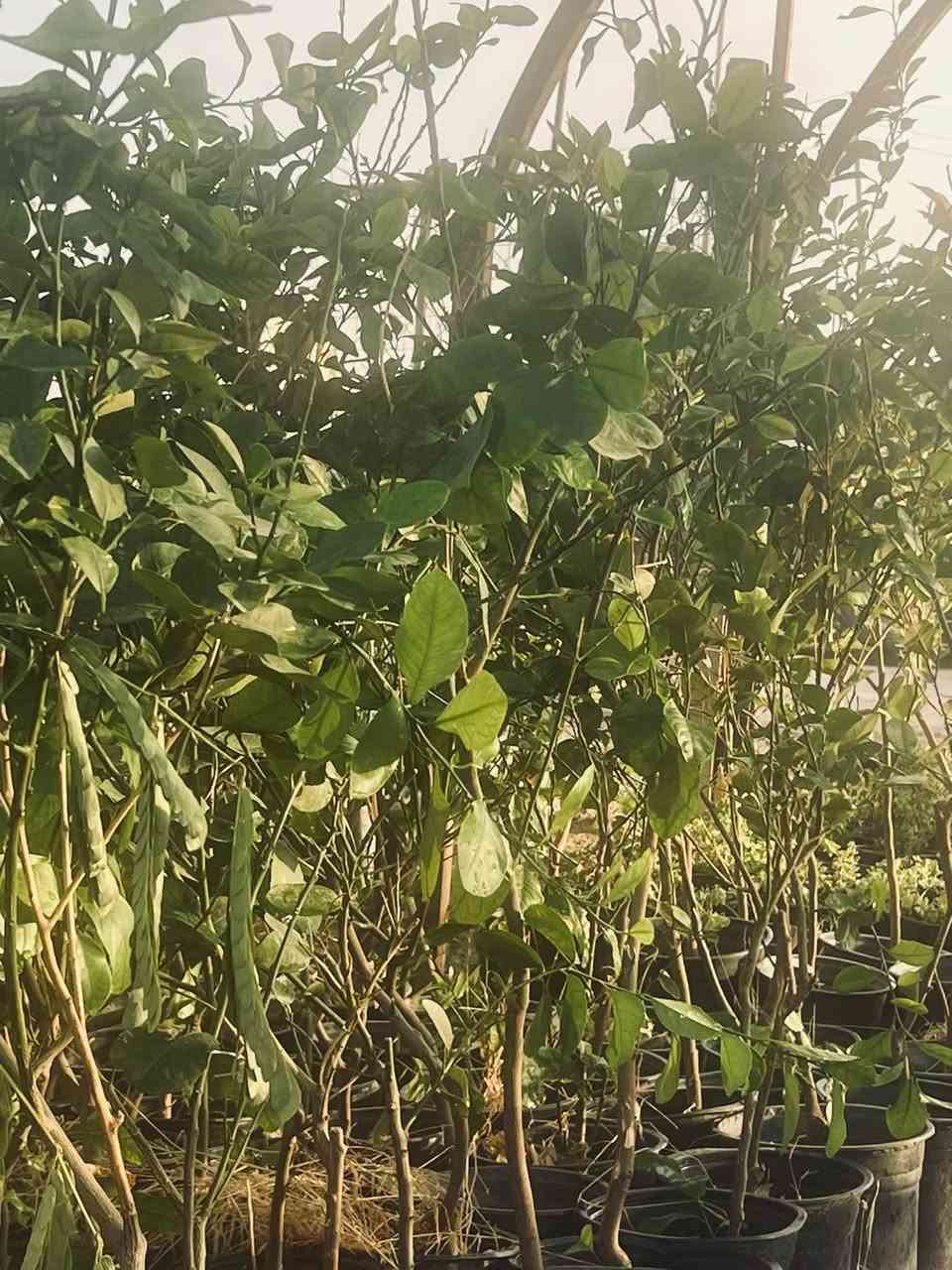 على بركه الله
عرض خاص عرض خاص  لمده يومين  فقط 🍋

النومي حامض العراقي  السندان العمر  ثلاث سنوات وبي اربع سنوات   فقطط  ب3الاف   دينار     كميه محدوده سارع بلحجز   

⛹️‍♀️🏃‍♂️🏃‍♂️
كنعان الشارع العام مجاور محطه ازاد  

*********** واتساب او اتصال
