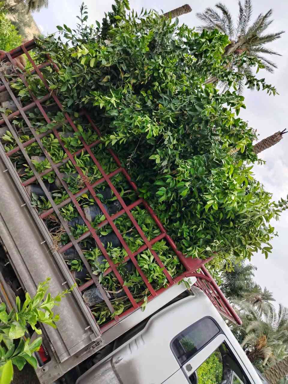 مشتل الرضوانية • بيع جملة • شتول ونباتات