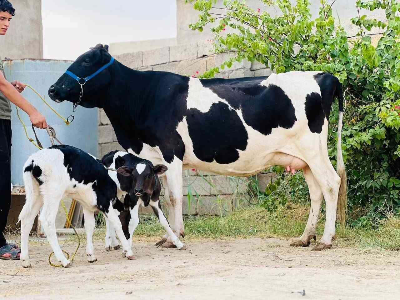 سلام عليكم بقره والده وراها توم حولي و حوليه عل كل عيب حليب خير من الله وشرط والدسامه السعر خاص الاستفسار عل هذا رقم *********** العنوان ناحيه الزاب ملاحظة يرهم مراوس بحلال
