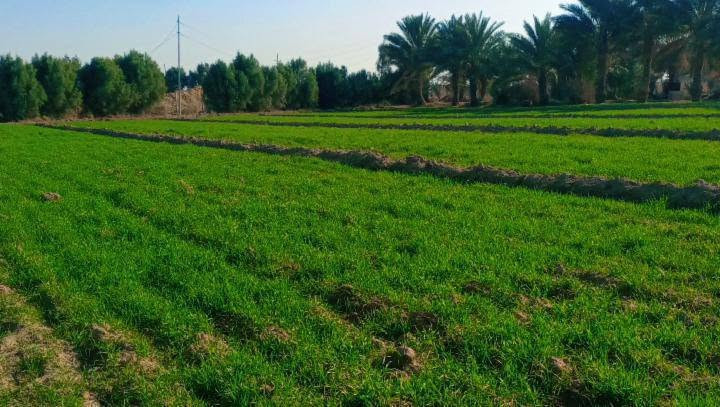 كربلاء المقدسة • أرض زراعية • ٢٥دونم