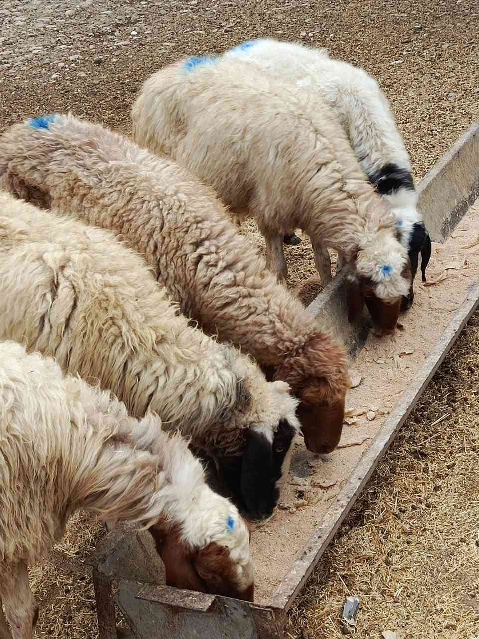 نعاج • درجة أولى • ٥ ناصحات