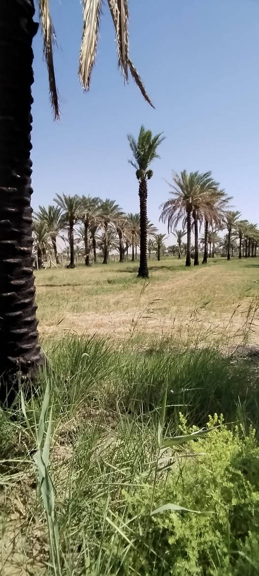 السلام عليكم ورحمة الله وبركاته .
أرض طابو زراعي سند ٢٥ للبيع في منطقة العلاك على جهة البحموسه تبعد عن الشارع العام الحمزة شوملي اقل من ٨٠٠ متر المساحة ٣ دونم .  مع توفر مياه سقي اللاستفسار أكثر عن السعر الاتصال على الرقم *********** او ***********
