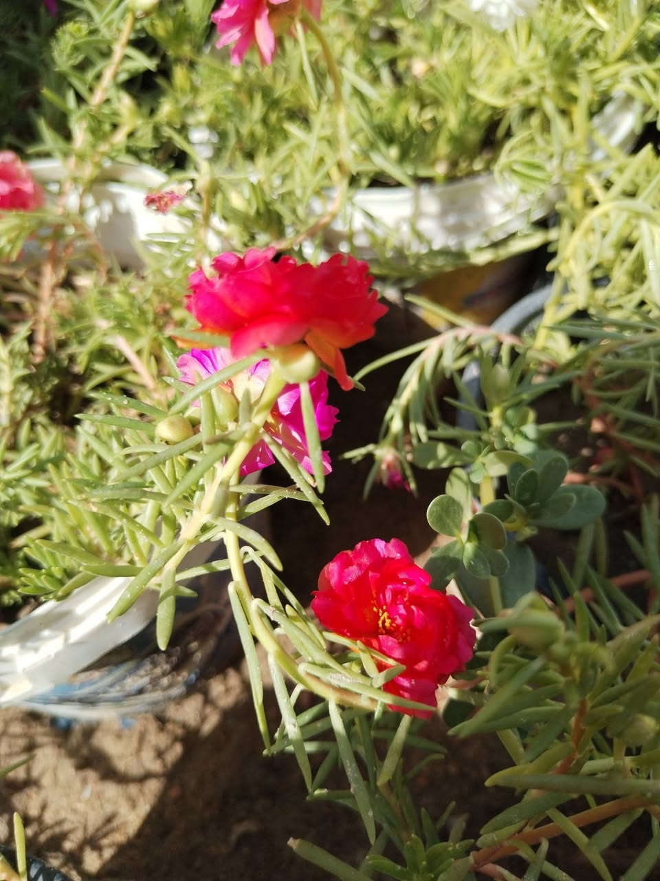 متاح لدينا شتلات نبات ورد الصباح العراقي الوان لطلب والحجز واتساب ***********
السماوه أو مراسلة الصفحه يوجد خدمة توصيل طلبات داخل السماوه ولكافة المحافظات لباب البيت أنواع البذور الاستوائية النادره
