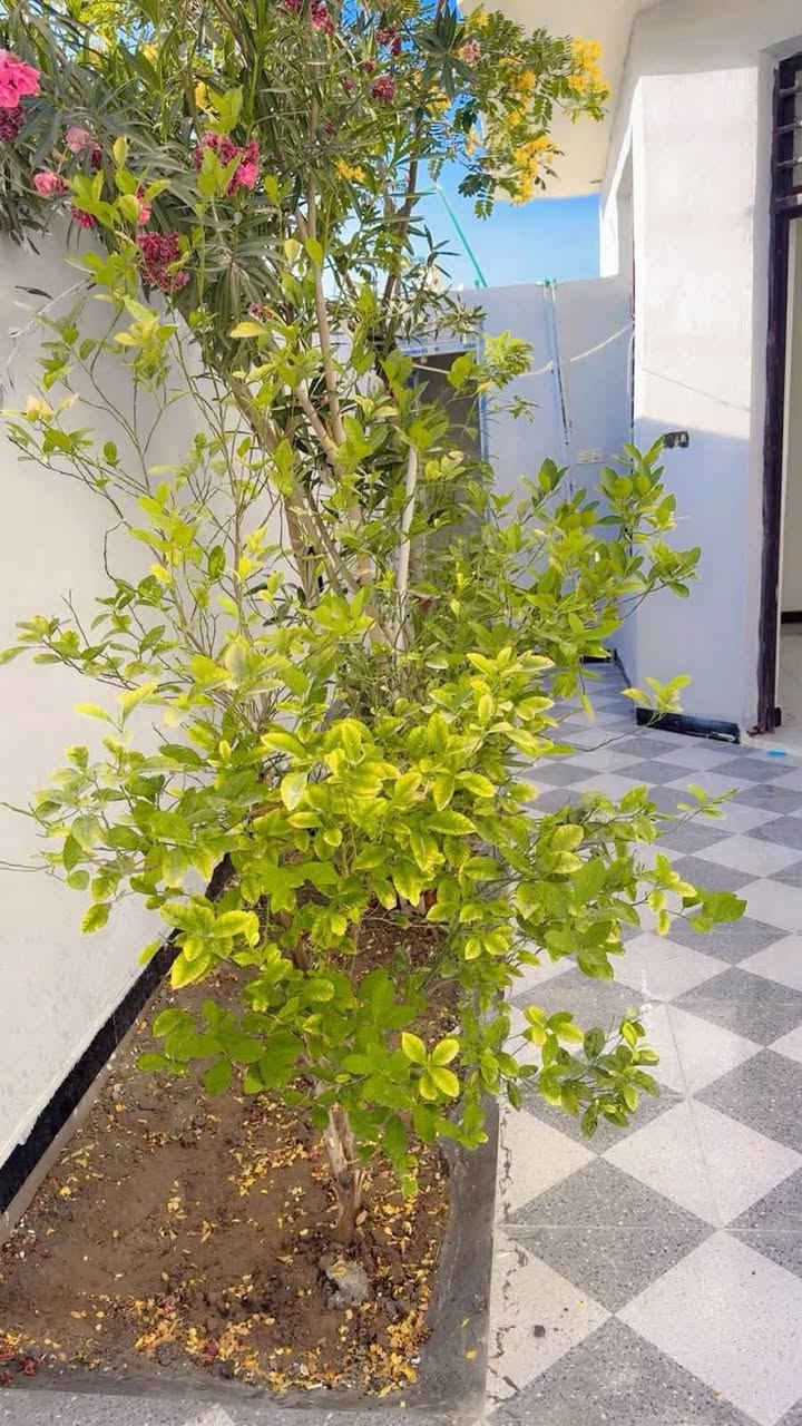 السلام عليكم بيت للبيع طابو زراعي سند 25 تحويل بسم المشتري المساحه الكليه 180 متر البيت بناء جديد مامسكون طريق حله ديوانيه يبعد عن الشارع العالم 150 متر للاستفسار اكثر اتصال او واتساب
***********
***********
