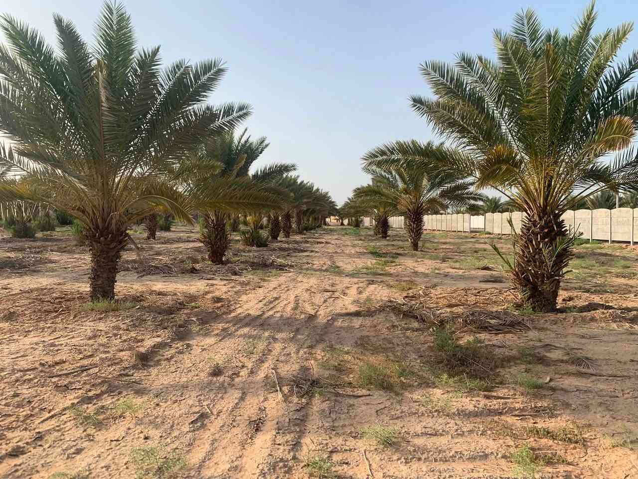 السلام عليكم 
دوانم لبيع كم دونم تريد موجود 
طابو سند٢٥
كافه الخدمات متوفره 
تبليط 
مسيجات صب جاهز
كهرباء ⚡️ 
ماء سقي وبير واساله 
كل دونم يحتوي ع ٣٠ نخله برحي ومكتومي 
الكفل مفرك نجف كربلا بصف محطه اسد النجف  تبعد عن الشارع العام ٢٥ متر

اسعار مناسبه

***********
