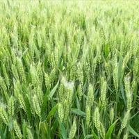 أرض زراعية • واسط • ٢٠٠ دونم